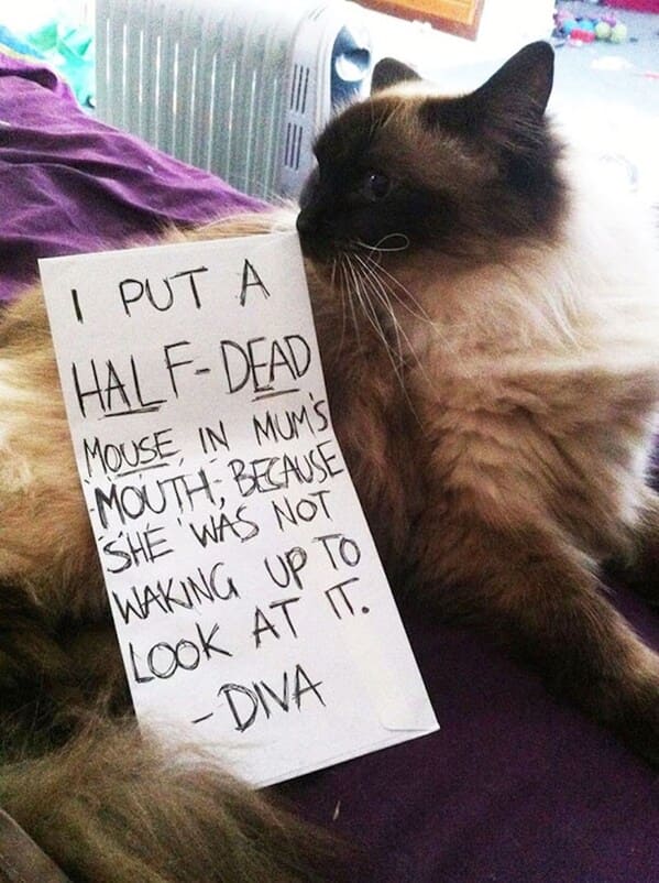 cat shaming - cat put half-dead mouse mum's mouth because she's not waking up look at diva