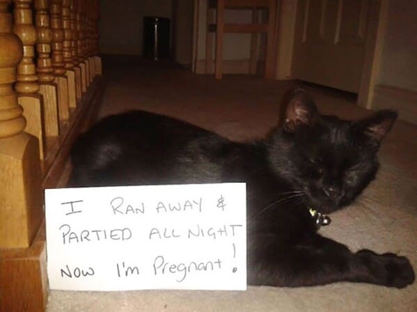 cat shaming - Cat ran away partied all night pregnant now.