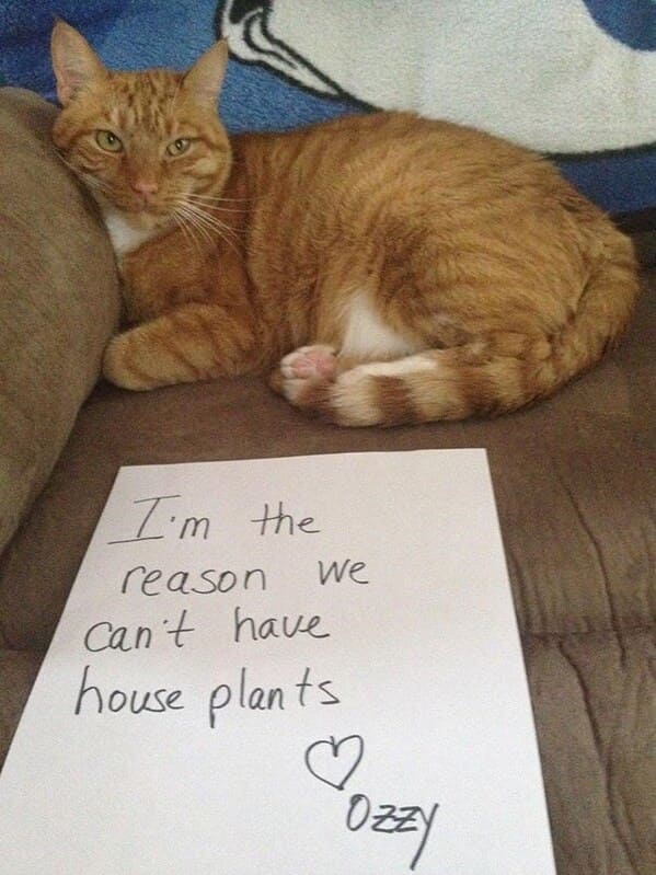 cat shaming - cat reason cant have house plants ozzy