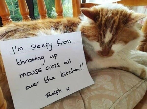 cat shaming - cat sleepy throwing mouse guts all over kitchen ralph x