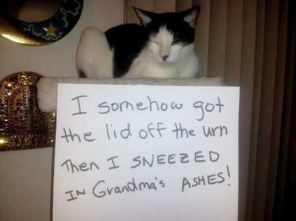 cat shaming - cat somehow got lid off urn then sneezed grandma's ashes.