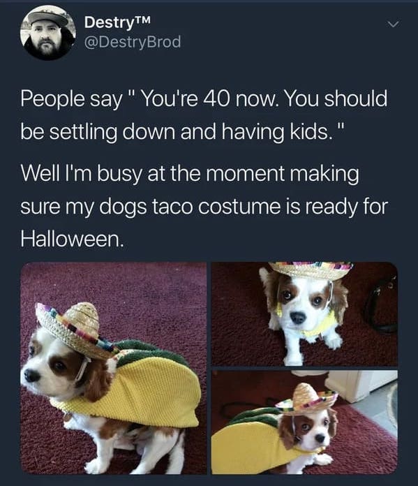childfree memes - 40 have kids dog taco costume