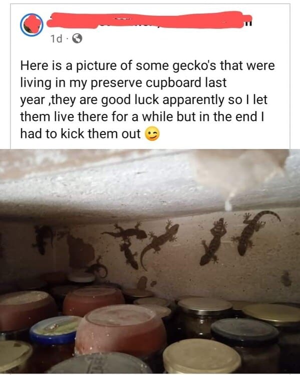 cringe food posts - geckos living in preserve cupboard
