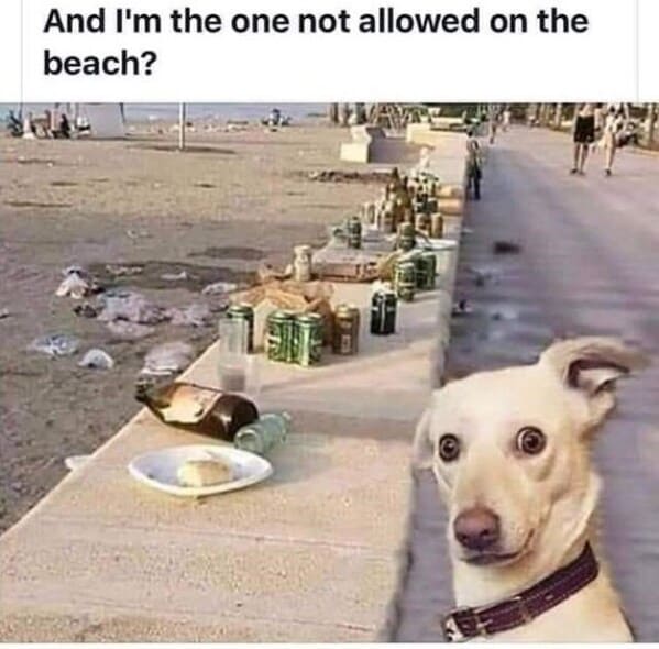wholesome animal memes - dog beach trash
