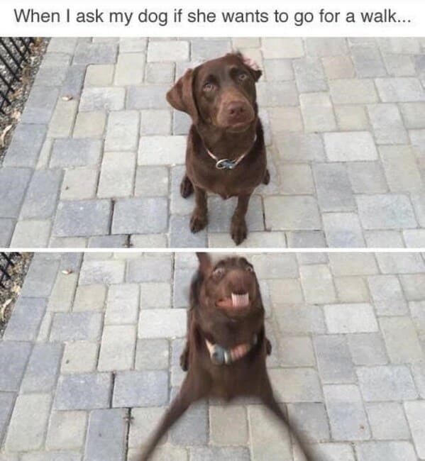 wholesome animal memes - when i ask my dog if she wants to go for a walk