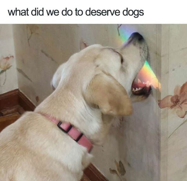 wholesome animal memes - dog bight reflection