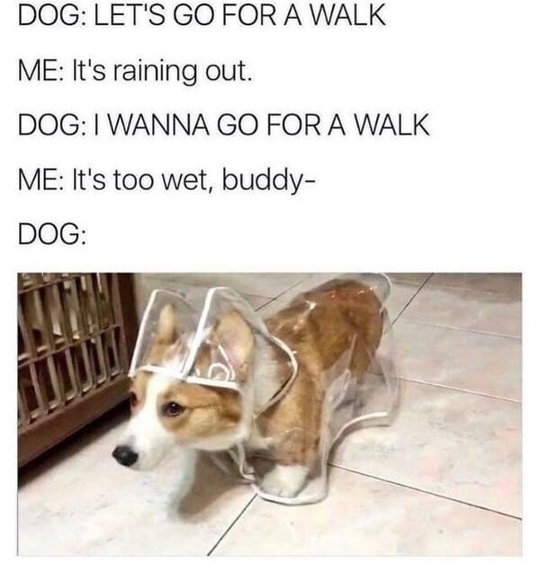 wholesome animal memes - corgi in raincoat