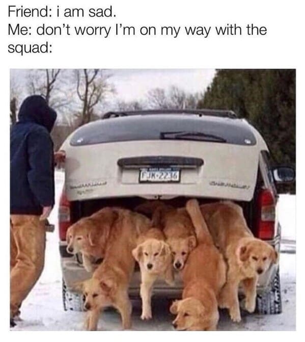 wholesome animal memes - golden retriever dogs van