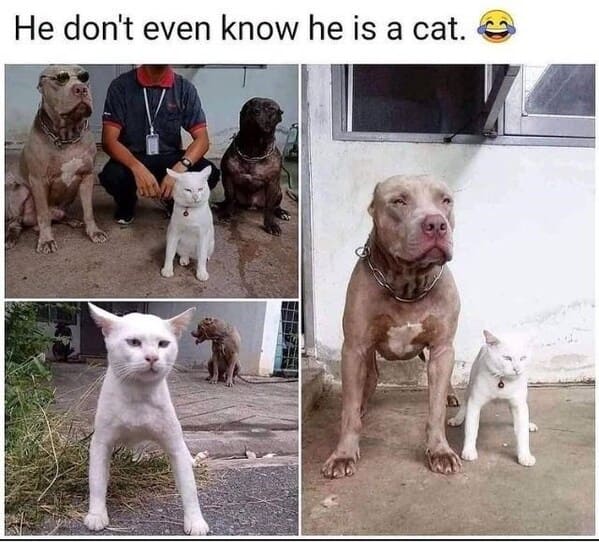wholesome animal memes - cat thinks he's a dog