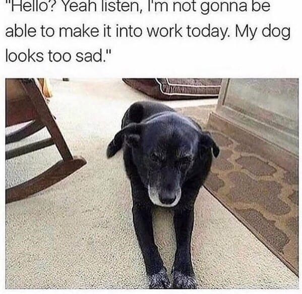 wholesome animal memes - dog looks sad