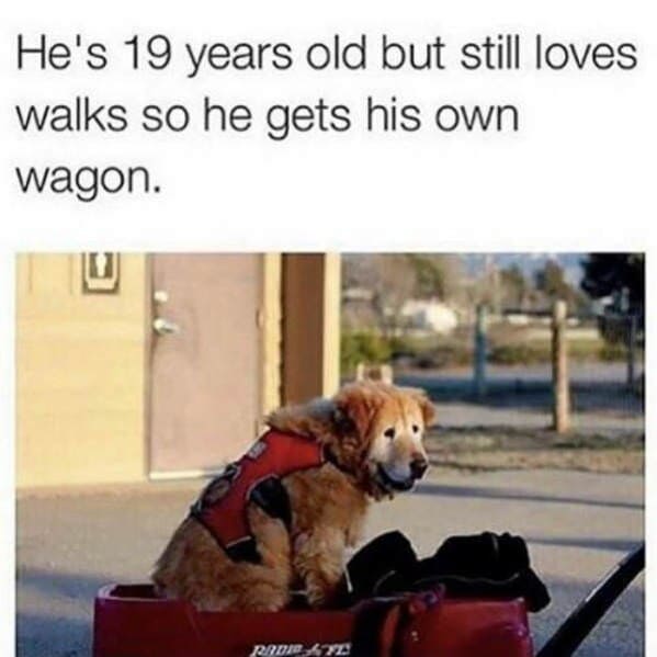 wholesome animal memes - dog in wagon walks