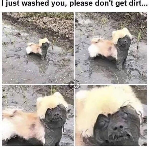 wholesome animal memes - dog playing in mud