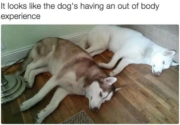 wholesome animal memes - whit dog laying next to huskie dog