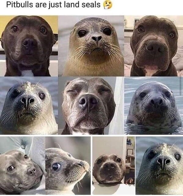 wholesome animal memes - pit bulls are just land seals