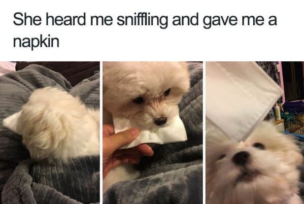 wholesome animal memes - dog brings owner napkin