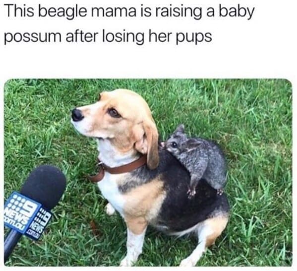 wholesome animal memes - beagle mama raising possum