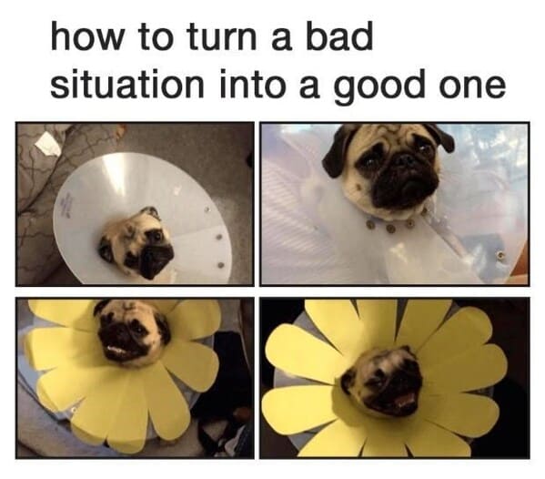 wholesome animal memes - Frenchie wearing sunflower cone