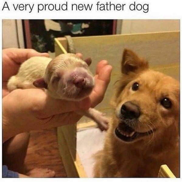 wholesome animal memes - a very proud new father dog