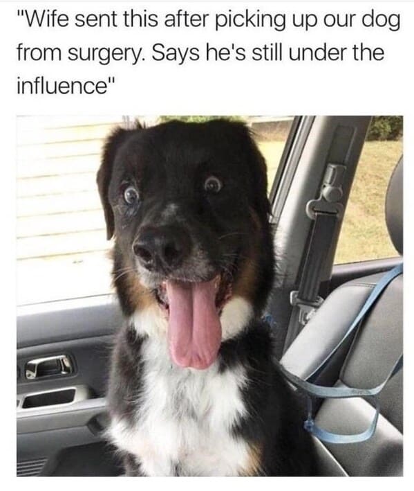 wholesome animal memes - dog vet under influence