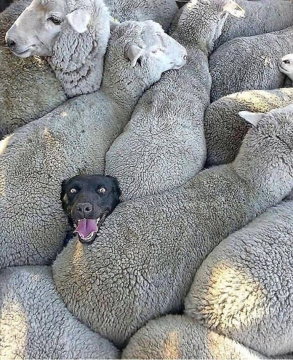 wholesome animal memes - black dog with sheep