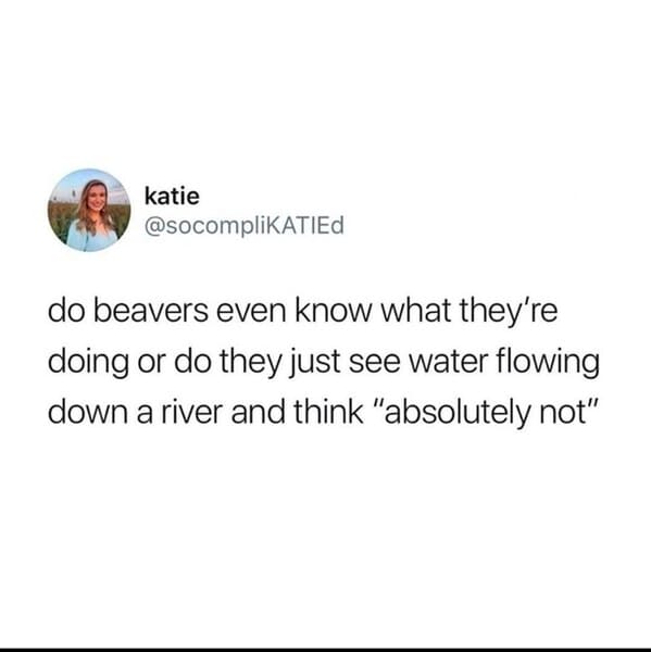 wholesome animal memes - beavers absolutely not