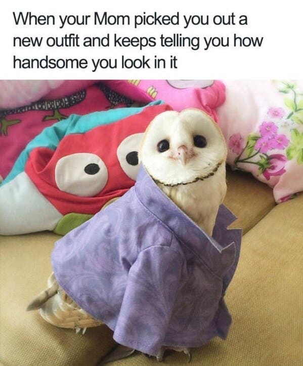 wholesome animal memes - owl wearing jacket