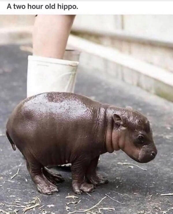 wholesome animal memes - baby hippo