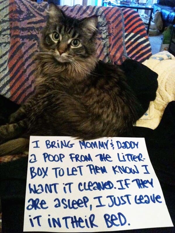 cat shaming - pooped in bed