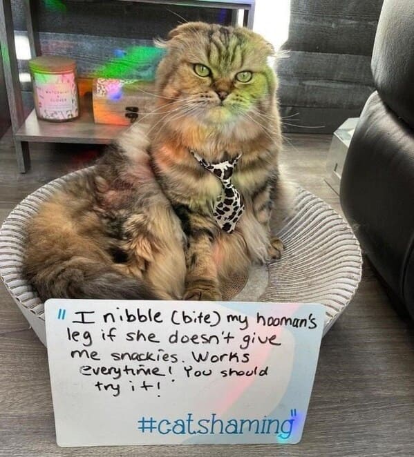 cat shaming - bite humans legs