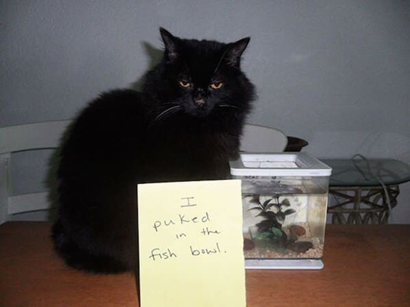 cat shaming - puked in fish bowl