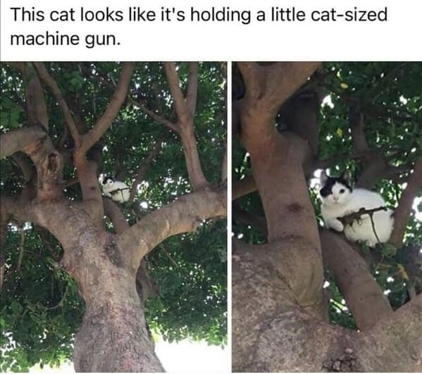 wholesome animal memes - cat in tree