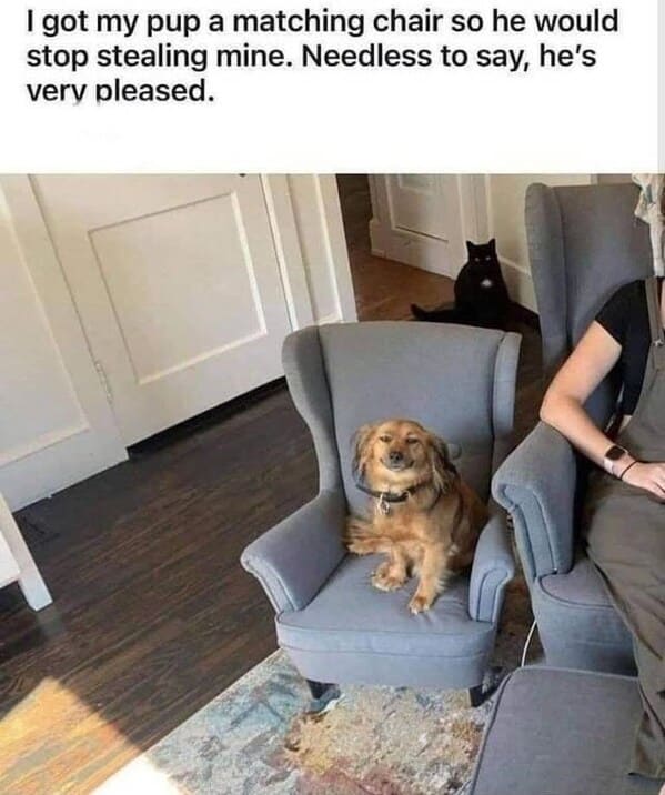 wholesome animal memes - matching chair dog