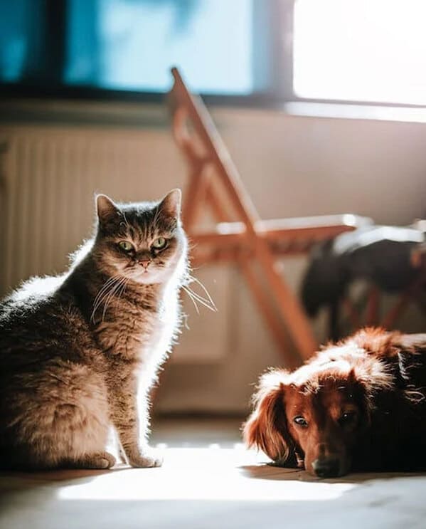 20 Multi-Pet Owners Spill The Tea On The "Pet Drama" They've Witnessed - Jarastyle