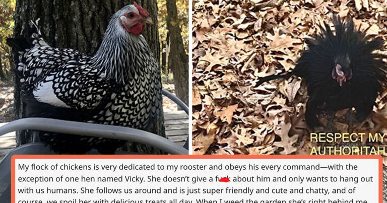 20 Multi-Pet Owners Share The Hilariously Petty Drama Between Their Fur-Babies