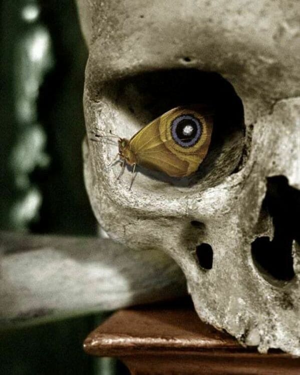 could be album covers - skull with insect eye