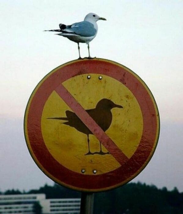 could be album covers - bird on no birds sign