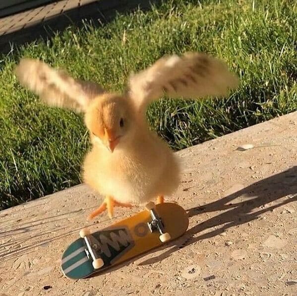 could be album covers - chick on tech deck skateboard