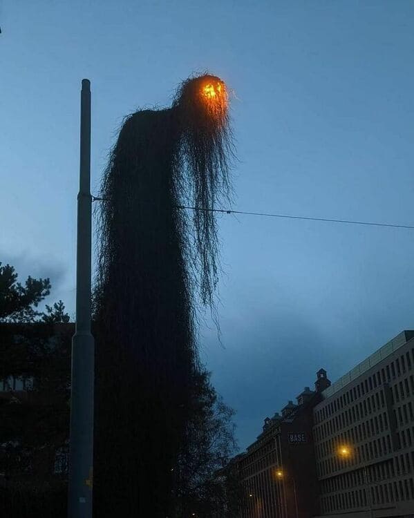 could be album covers - overgrowth on streetlight