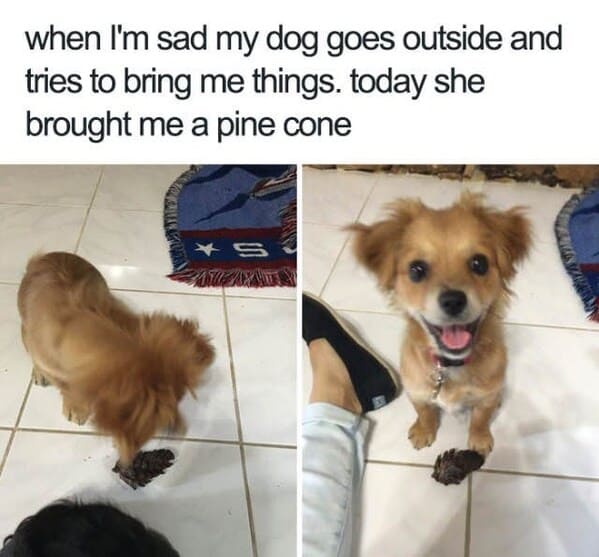 wholesome animal memes - dog pine cone