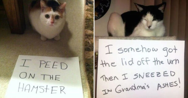 cat shaming - cat somehow got lid off urn then sneezed grandma's ashes - peed on hamster