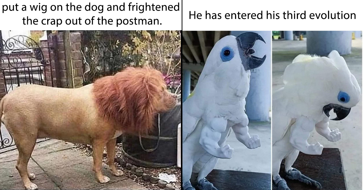 If These 30 Fresh Funny Animal Memes Don't Make Your Monday, I Don't