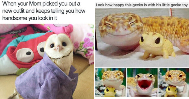 wholesome animal memes - gecko with toy gecko - owl wearing jacket