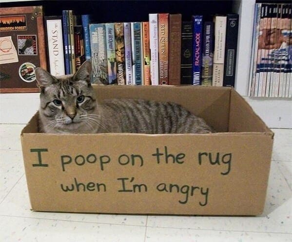 cat shaming - poop on the rug