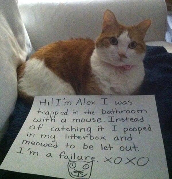 cat shaming - trapped bathroom with mouse instead catching, pooped my litterbox and meowed be let out failure xoxo