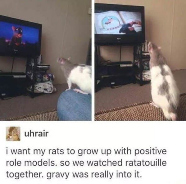 wholesome animal memes - rats watching tv
