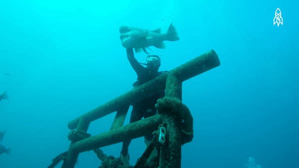 Man And Wild Fish Form Unforgettable 30-Year Bond; Diver's Hilarious Encounters With His Gigantic Fish Friend Go Viral - Jarastyle