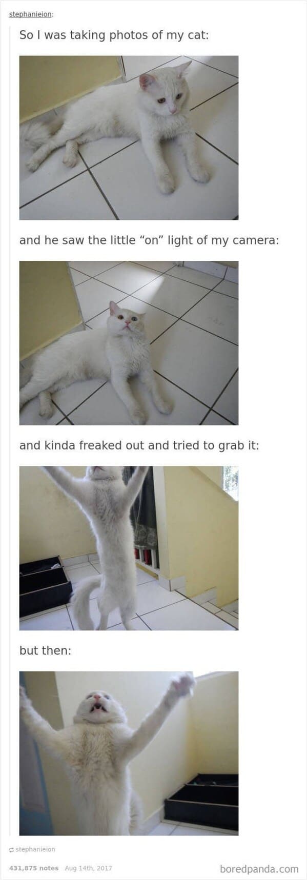 35 Vintage Cat-Themed Tumblr Posts That Catapult You To The Past - Jarastyle