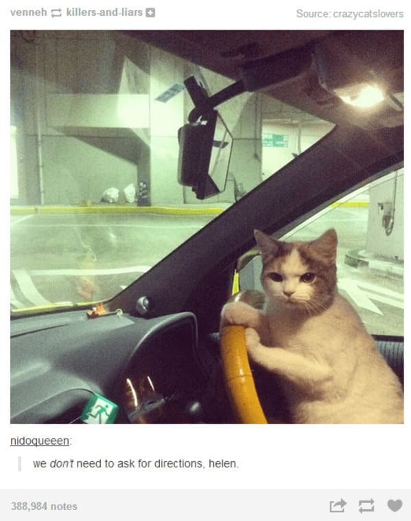 35 Vintage Cat-Themed Tumblr Posts That Catapult You To The Past - Jarastyle