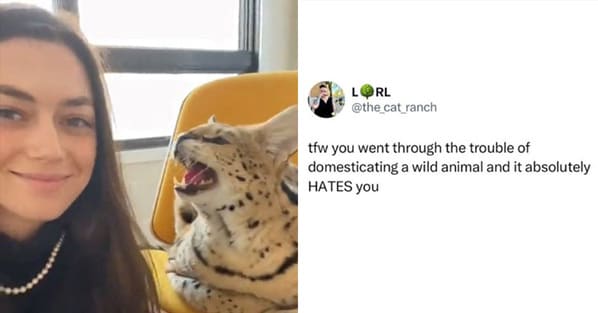 Twitter Responds To Couple Who Adopted A Declawed Big Cat That Appears To Dislike Them - Jarastyle