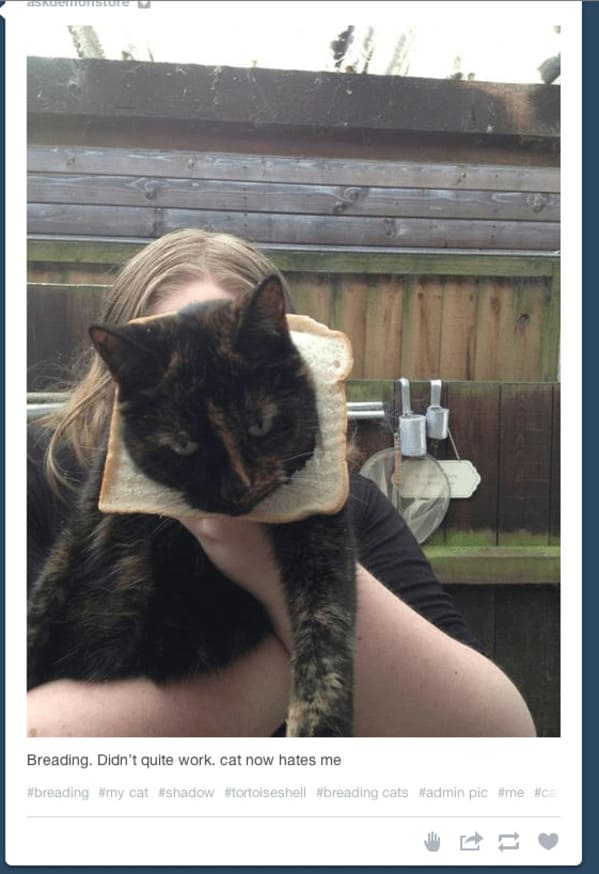 35 Vintage Cat-Themed Tumblr Posts That Catapult You To The Past - Jarastyle